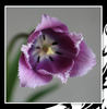 Flowers from My Garden - Nature Photo Book