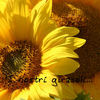 Sunflowers - Nature Photo Book