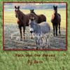 Hank and the Horses - Nature Photo Book