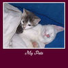 My Pets - Nature Photo Book