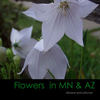 Flowers - MN & AZ - Nature Photo Book