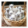 Kittens - Pets Photo Book