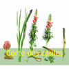 Arte Floral - Técnicas  de Corte dos caules - Education Photo Book