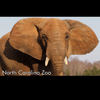 Asheboro Zoo - Family Photo Book