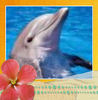 Dolphins and Whales! - Interests Photo Book
