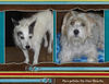 Cats and Dogs - Pets Photo Book