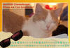 Remembering Cheese - Pets Photo Book