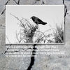 The Raven - Photo Book