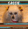 Cats and Dogs - Pets Photo Book