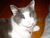 Ronnie Cat